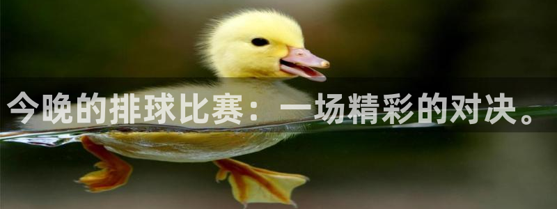 今晚的排球比赛：一场精彩的对决。